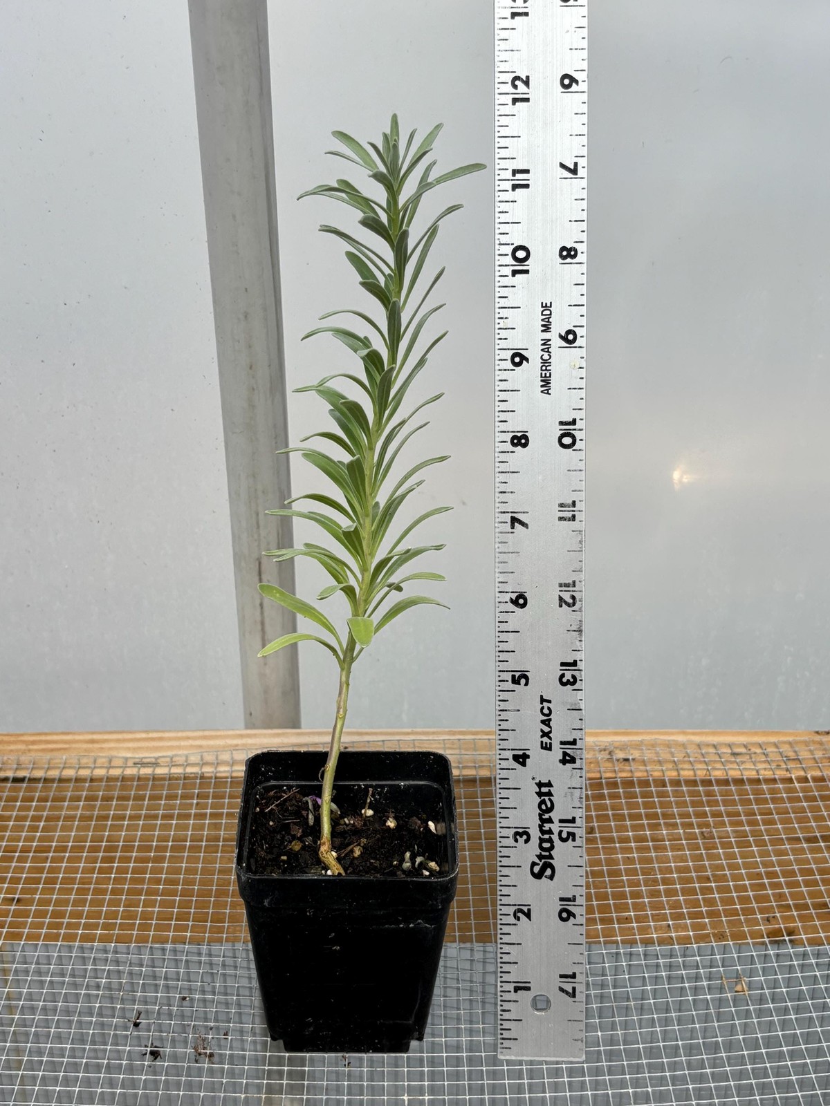 Stock Flower Live Flower Plants – Seedlings/Plugs- 4″- 12″ tall- 30-50 days old,