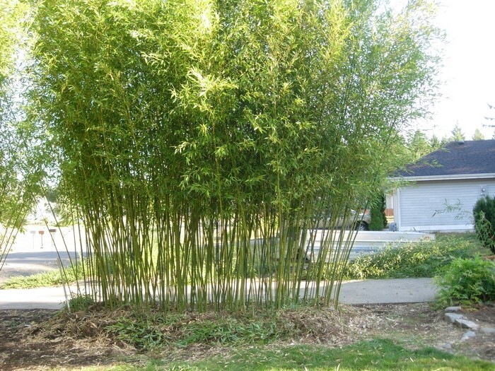 4 Plants – David Bisset Bamboo/Phyllostachys-VERY COLD HARDY DOWN TO -15 DEGREES