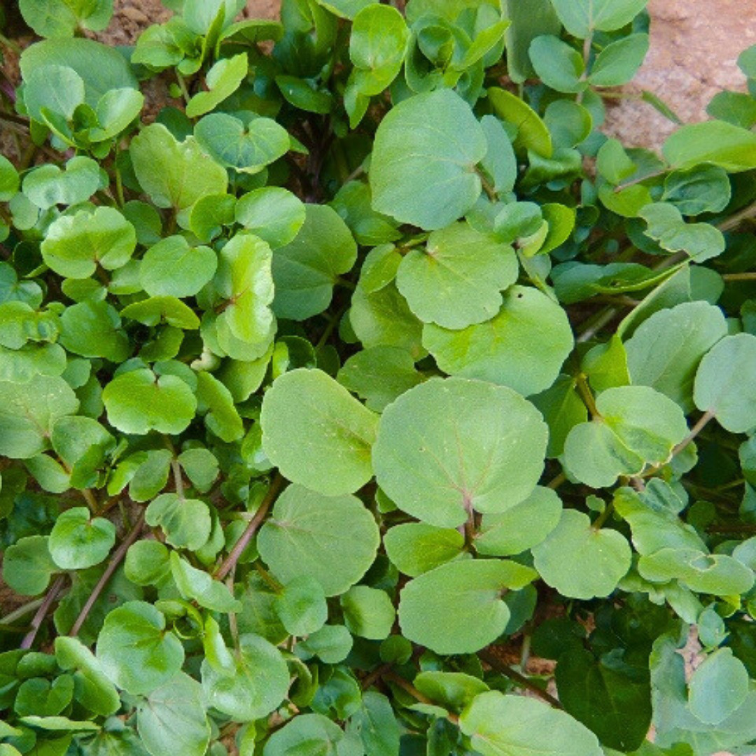 Fresh Green Watercress Seeds | Xi Yang Cai | Heirloom Non-GMO | Vegetables Seeds