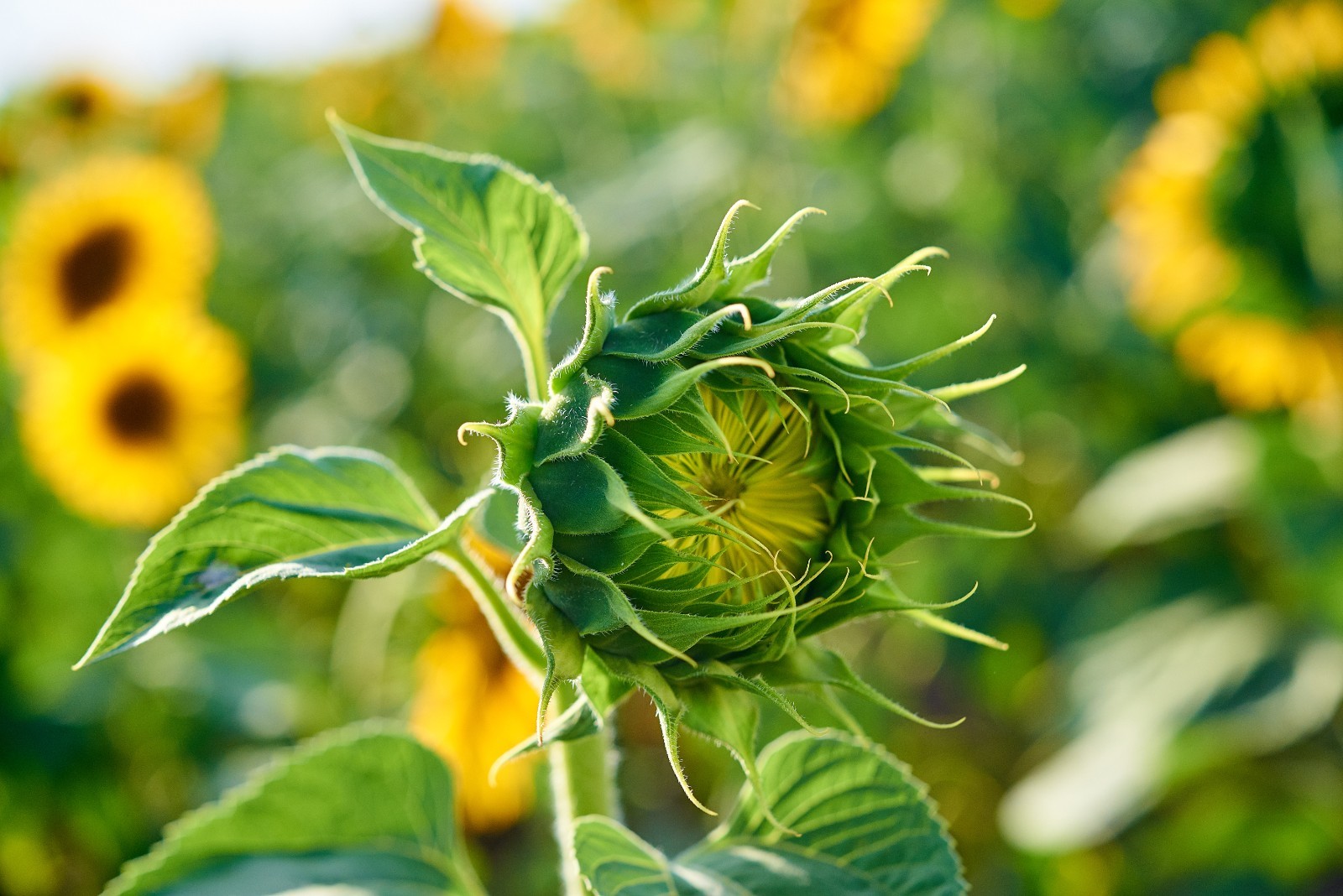 Sunflower Seeds – Dwarf Yellow Sunspot, Heirloom, Free Shipping