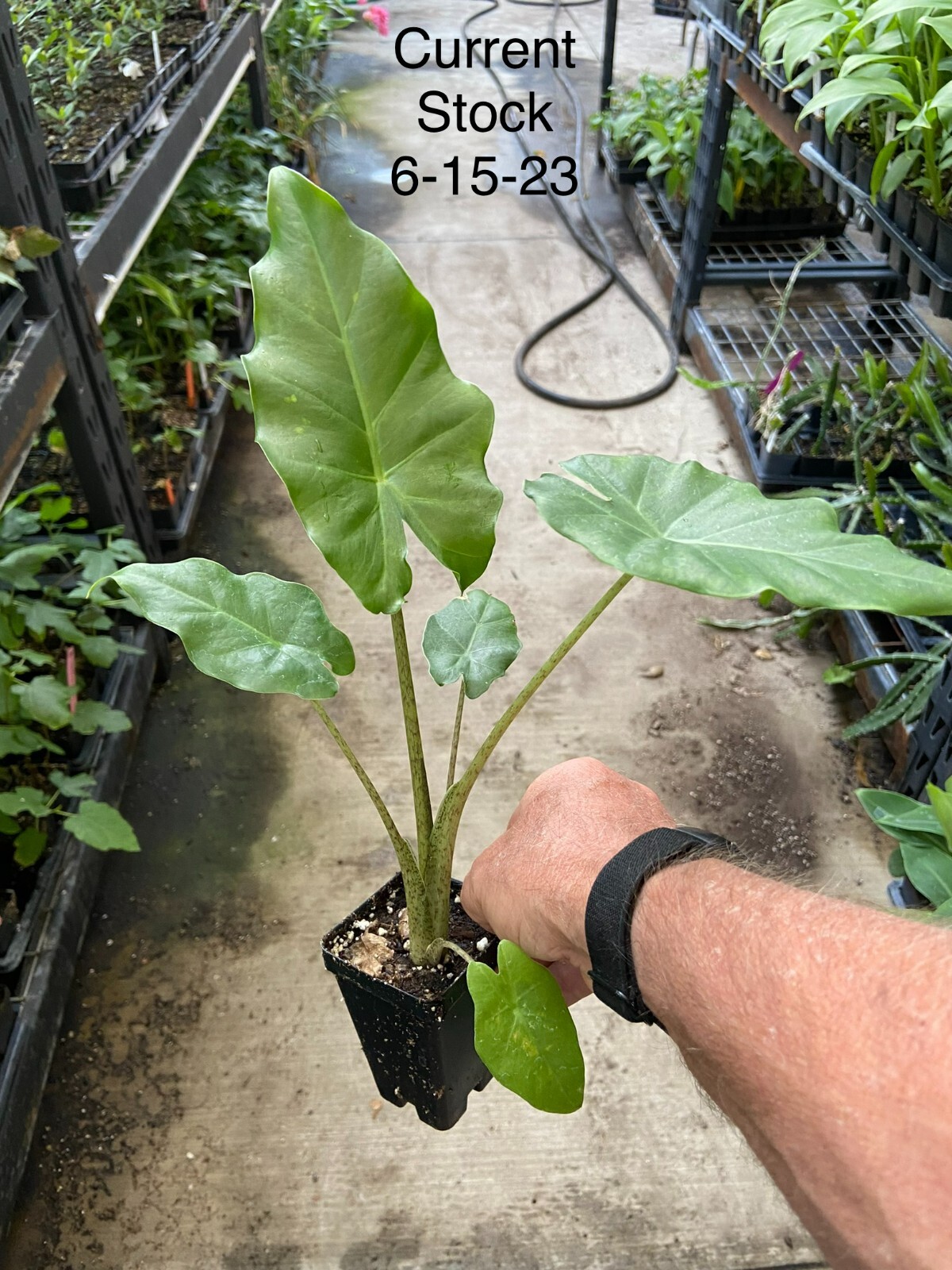 Alocasia – ‘Portora’ – Elephant Ear Indoor/Outdoor Tropical Plant – Cold Hardy