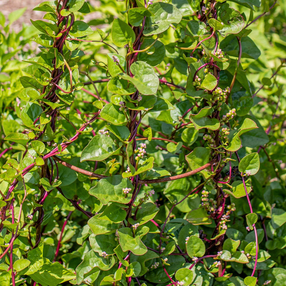 Fresh Red Malabar Spinach Seeds | Mong Toi | Heirloom Non-GMO | Asian Vegetable