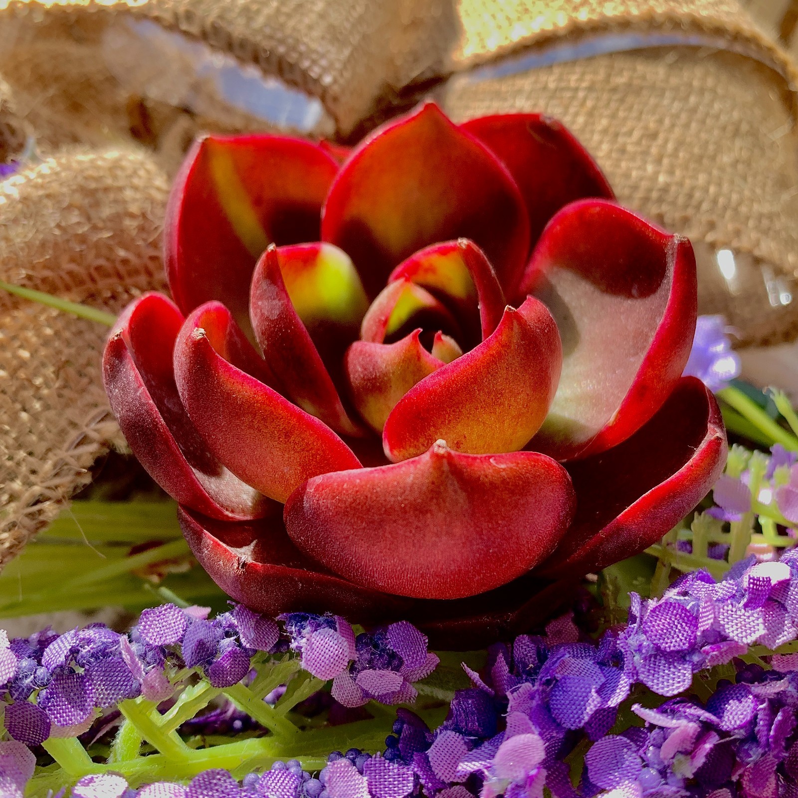 Live Succulent ‘Red Light’ – Bare Root Plant for Office, Wedding, or Home Decor