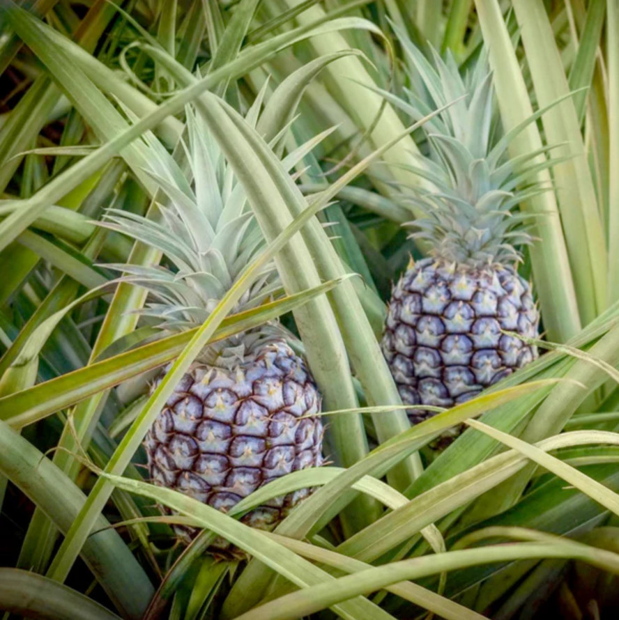Live Florida White Pineapple Plant, 1 Gal Pot, 1–2Ft Tall,No Ship CA,HI,PR,GU,AK