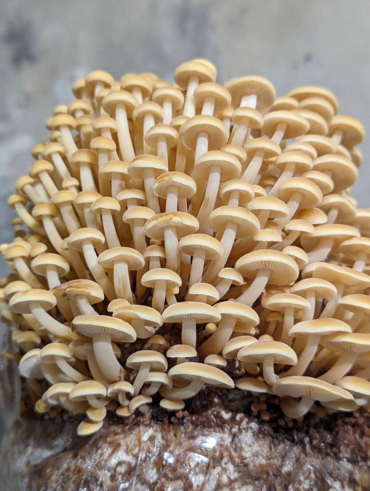 Gourmet Mushroom Culture Special! Over 180 Species Available at PrimeFungi