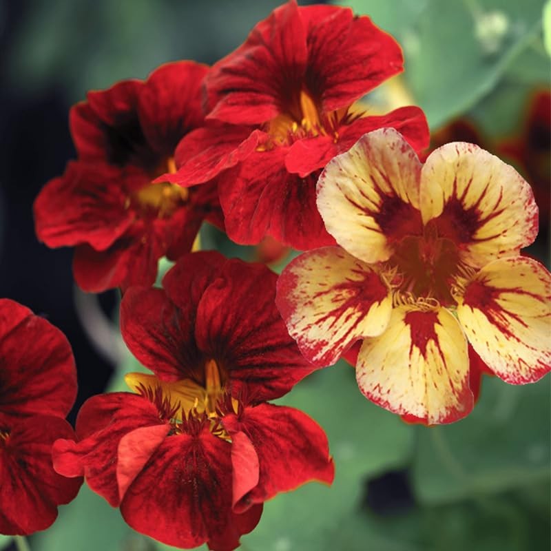 100+ Mix Nasturtium Seeds for Planting-Rare Climbing Flower Attracts…