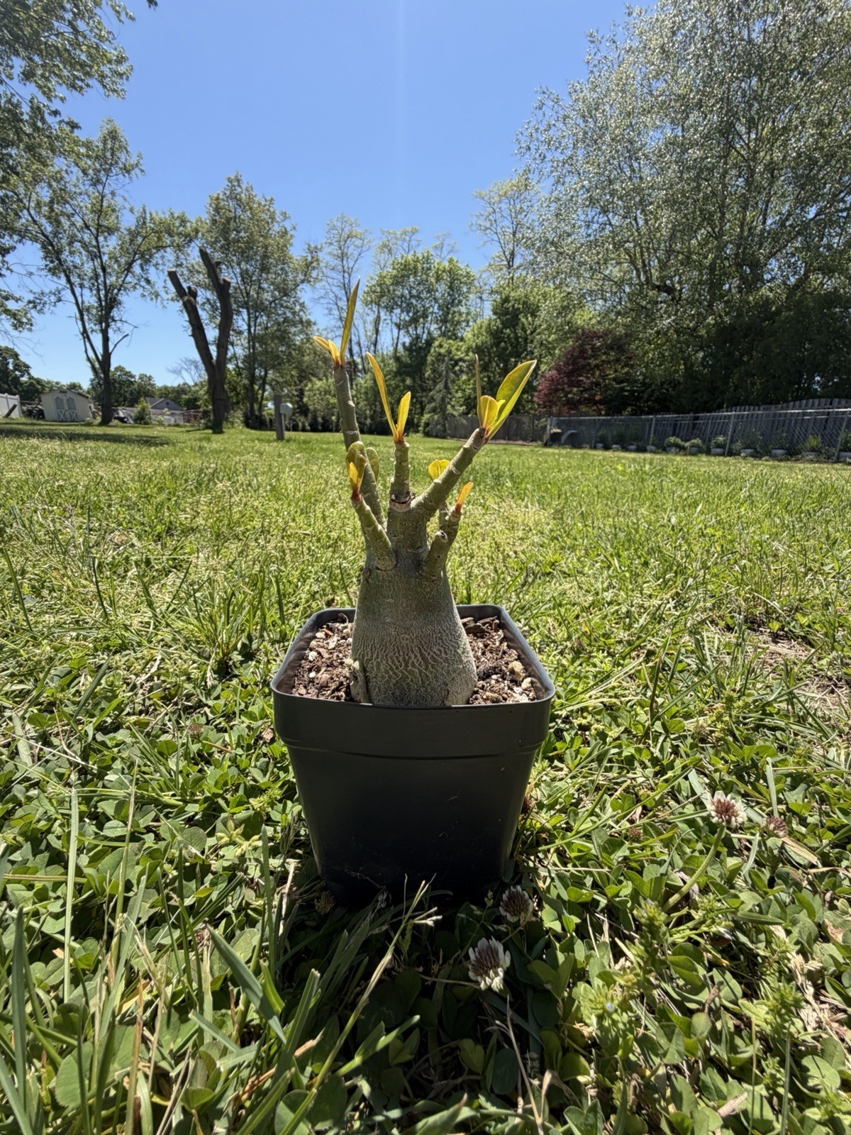 Pink Adenium Arabicum Desert Rose Live Plant Bare Root 4in