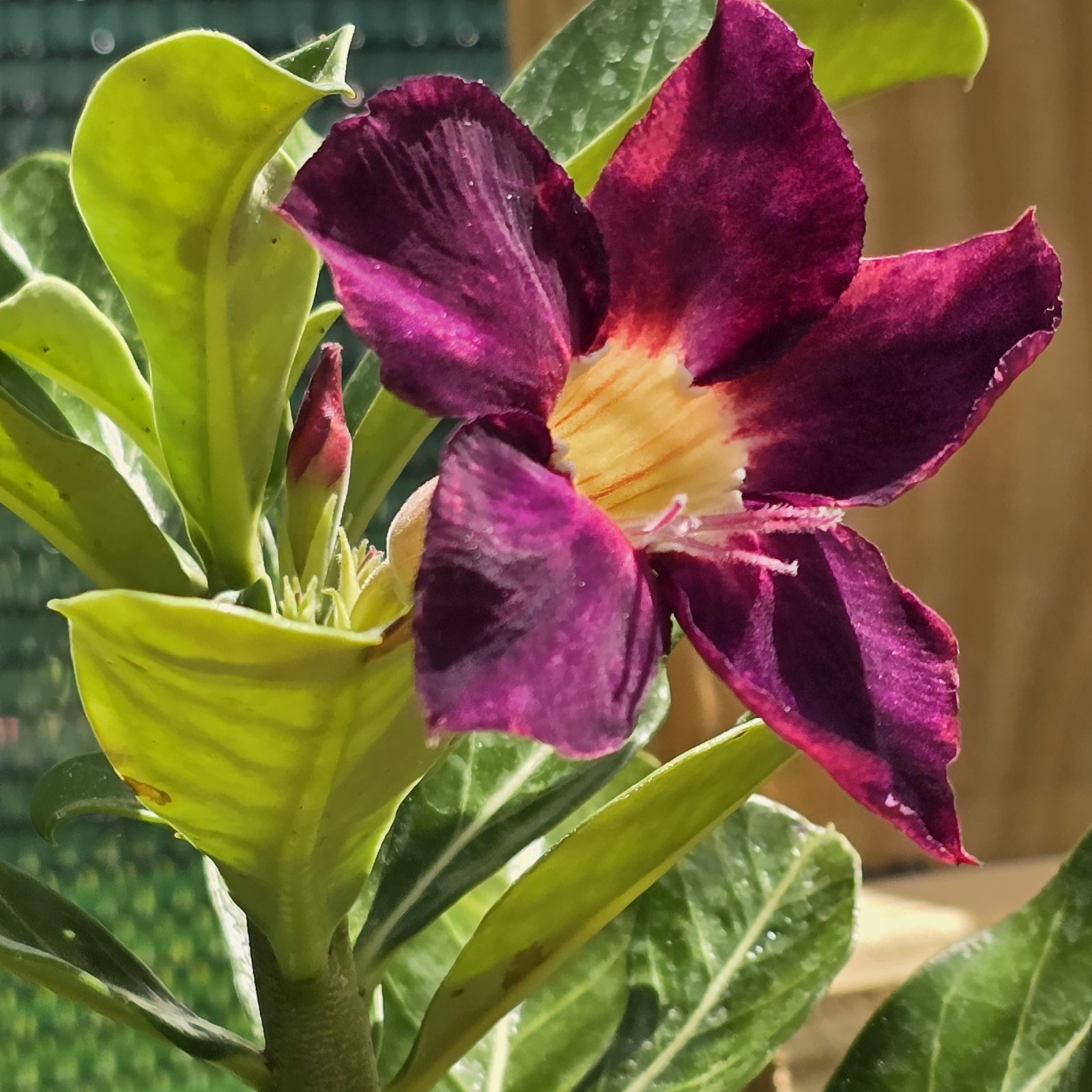 B129: Adenium Obesum Desert Rose Live Plant Rosa Del Desierto Original From Seed
