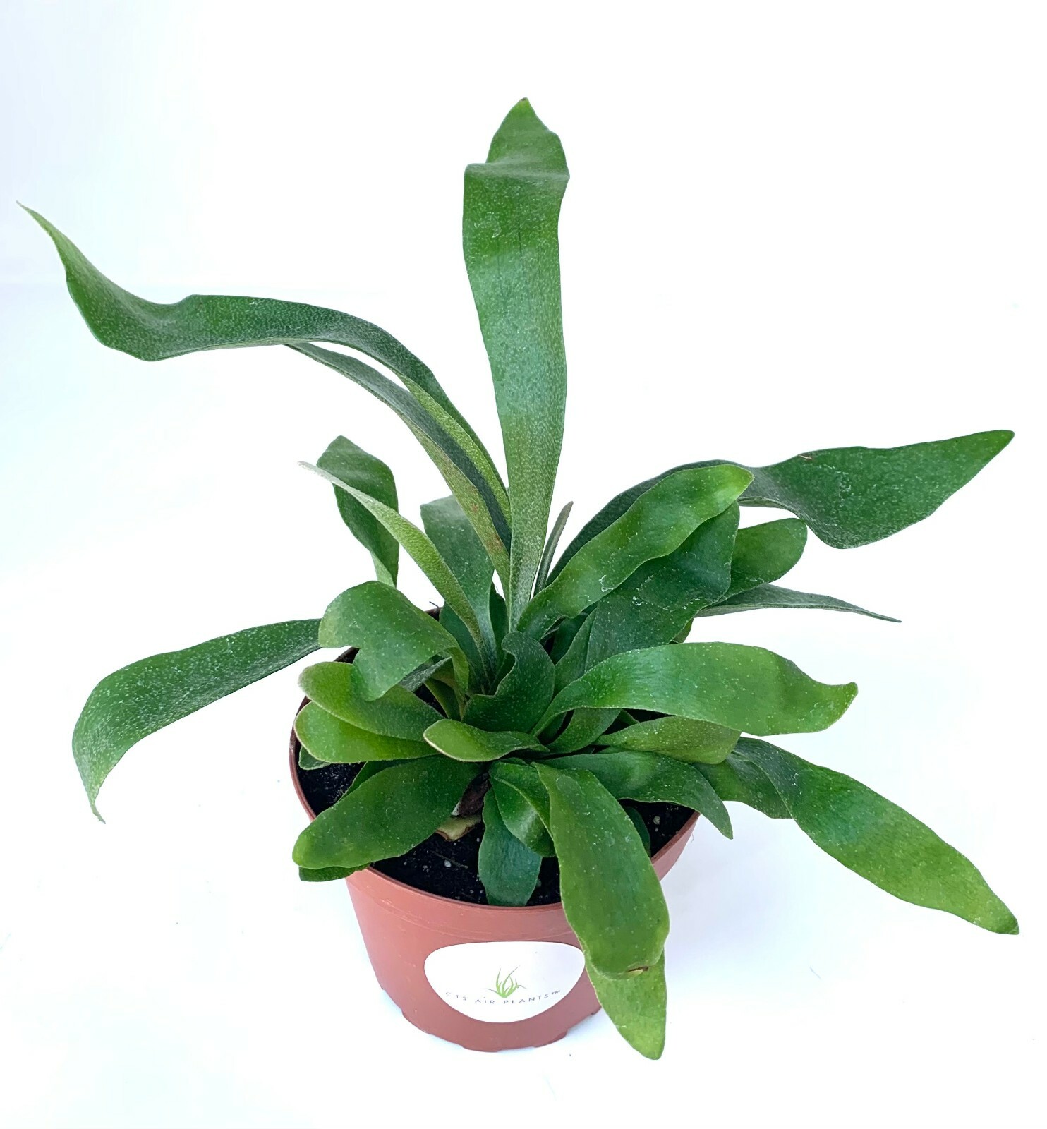 Staghorn Fern Platycerium Bifurcatum Netherlands