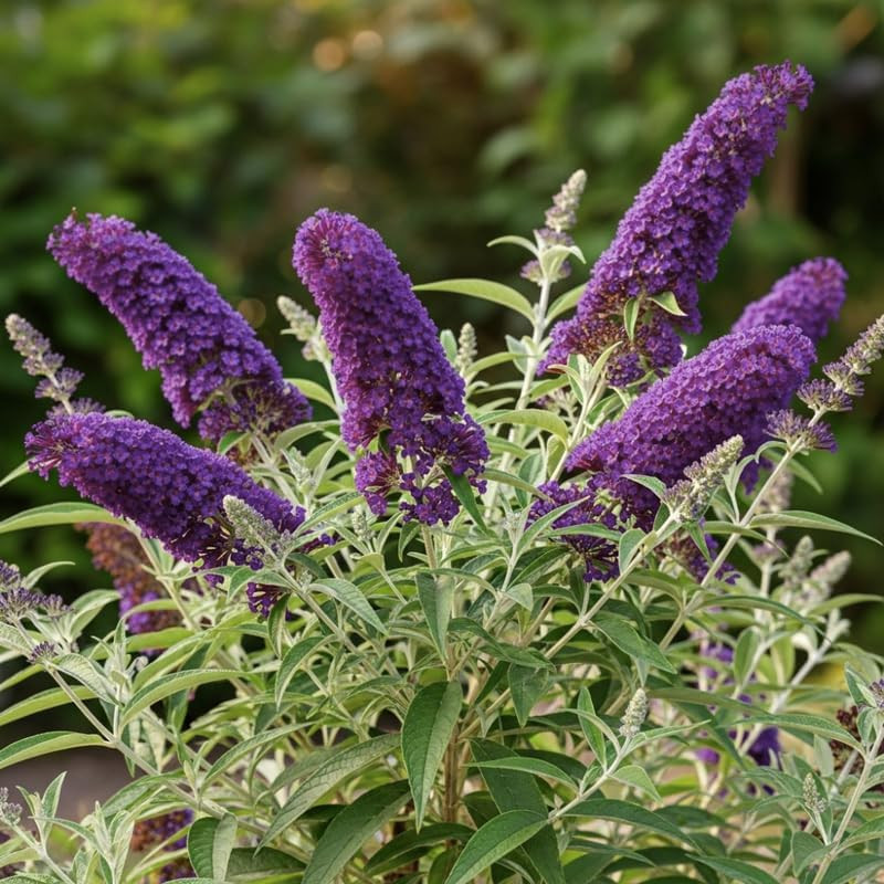 Black-Purple Butterfly Bush Live Shrub Plant Shrub, Buddleia Bush Well Rooted, 5