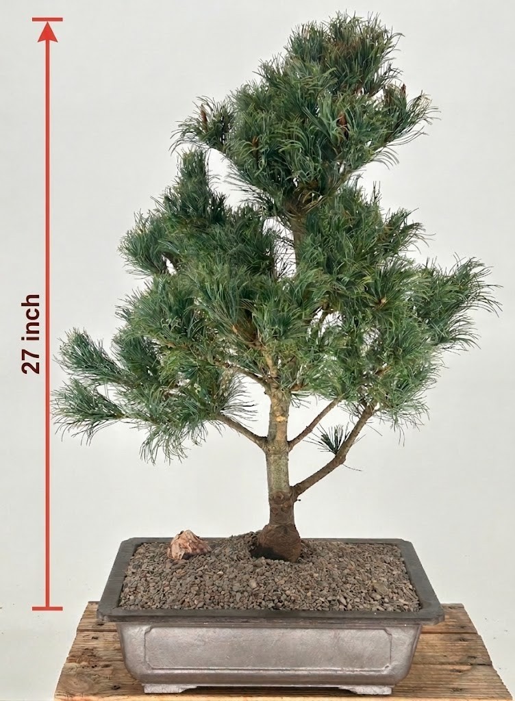 Live Japanese White Pine Bonsai Tree Bergman Evergreen Outdoor Brown Pot 27 Inch