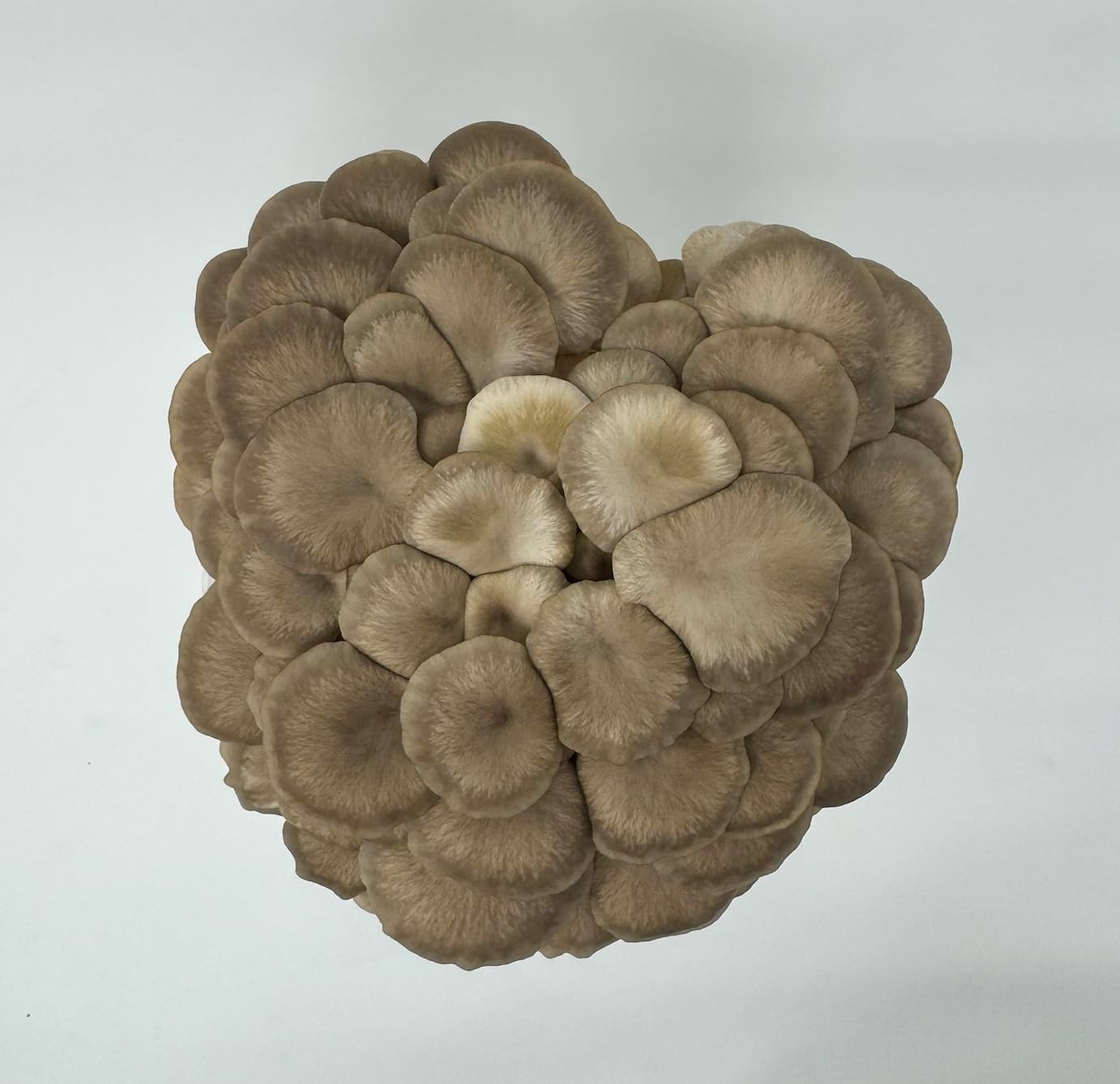 Mushroom Grow Kit – 3-Pack Pink, Brown, White Oyster for Home Gourmets