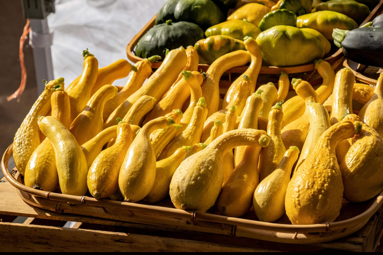 50 Yellow CROOKNECK SQUASH Summer Cucurbita Pepo Vegetable Seeds *Flat S/H
