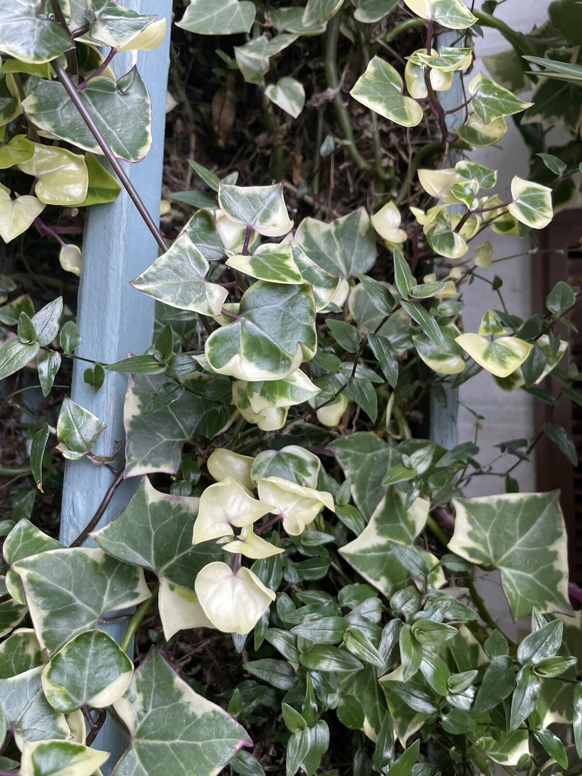 Wax Ivy, Senecio macroglossus Succulent – 3 cuttings, Very Easy to grow .