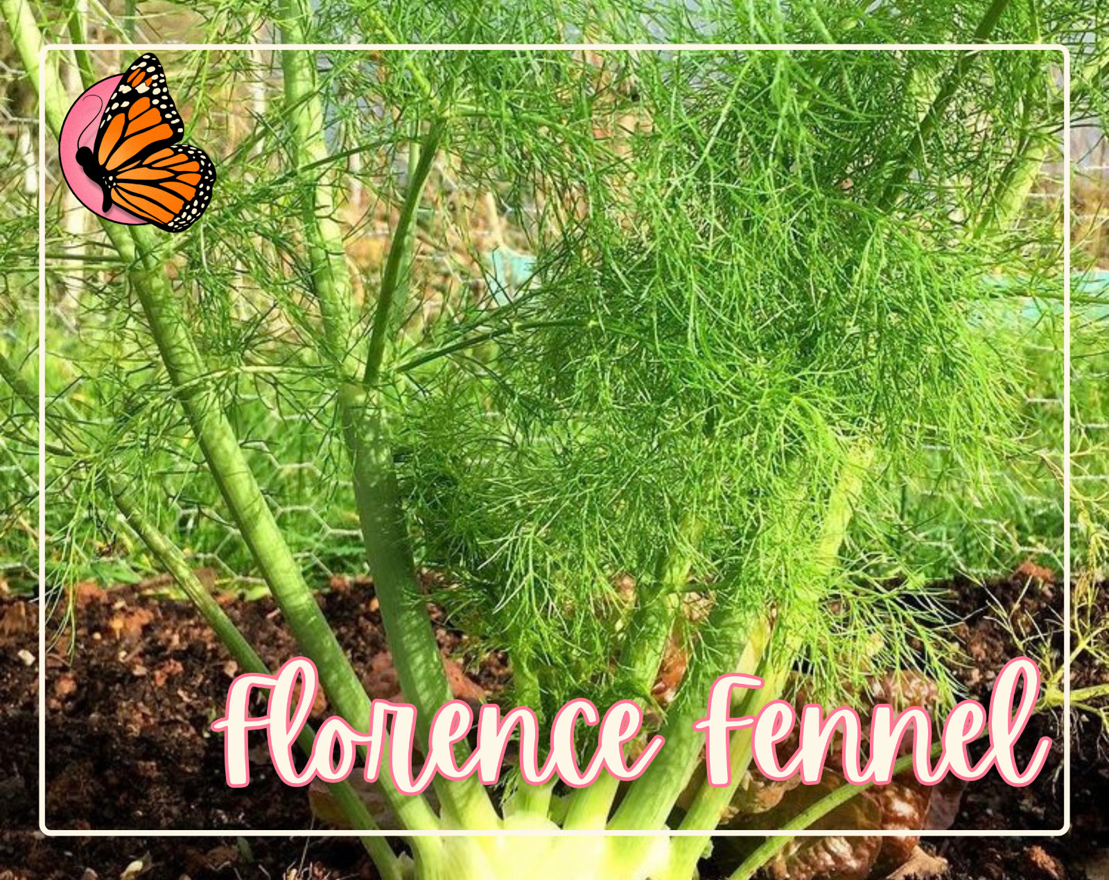 HERBAL TEA SEED BUNDLE | 12 Unique Seed Packets for Growing Herb Tea Gardens
