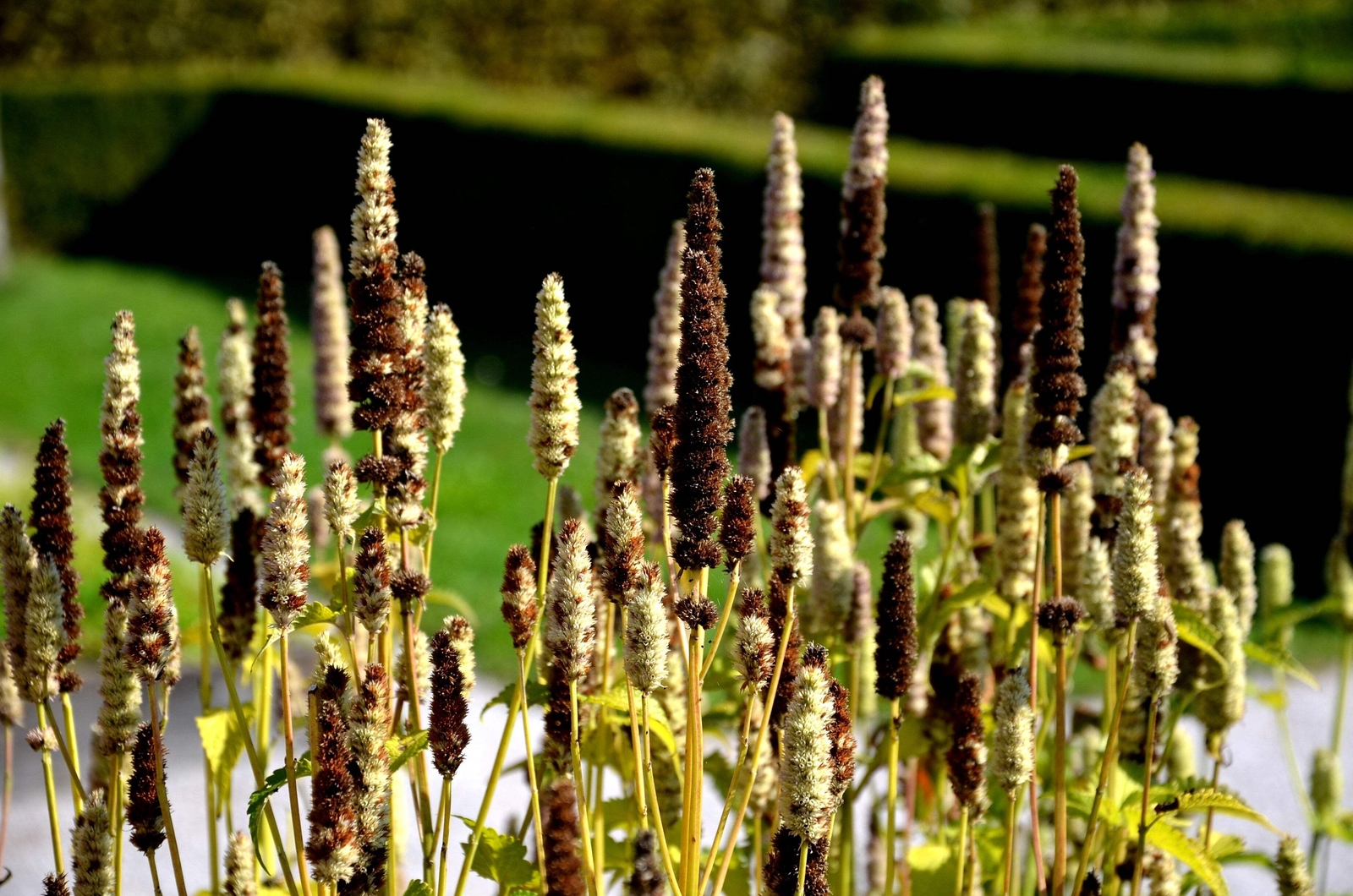 500 GIANT YELLOW HYSSOP Agastache Nepetoides Herb Flower Seeds *Flat S/H