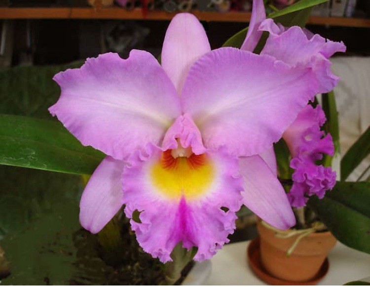 Rlc Donna Kimura ‘Paradise Tami’ X Helen Brown ‘Sweet Afton’ Orchid Eros 5″ Pot
