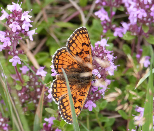 CREEPING THYME Thymus Serpyllum – 25,000 Bulk Seeds