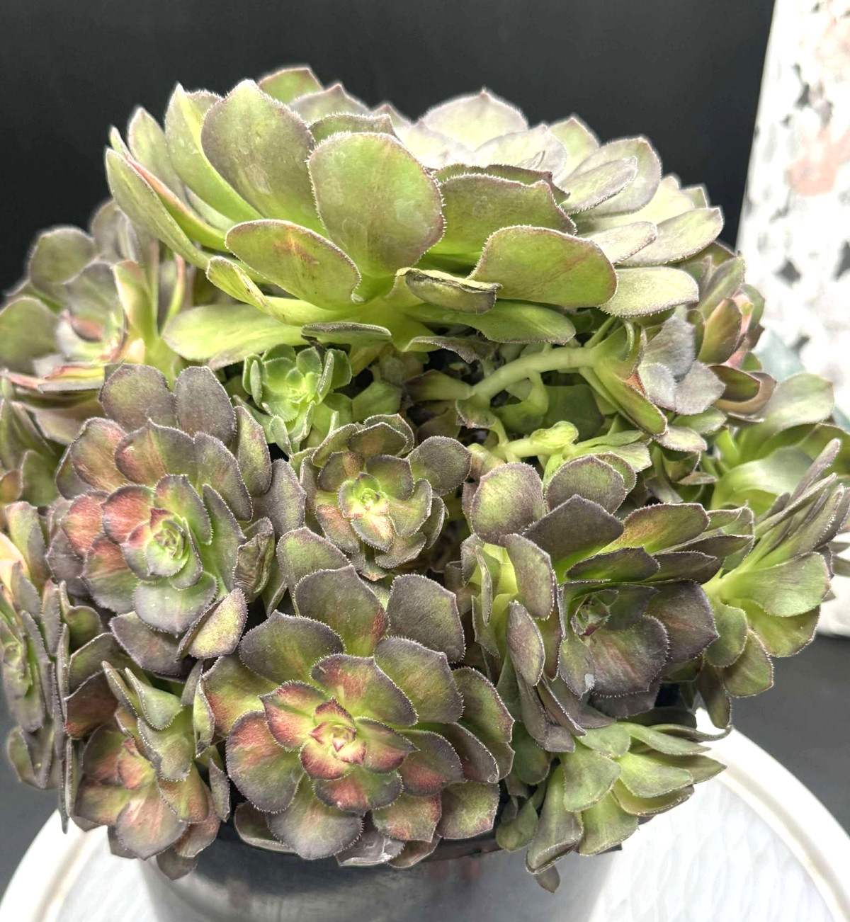 Imported Succulent live plant rare succulent decor Aeonium Seawave Middle