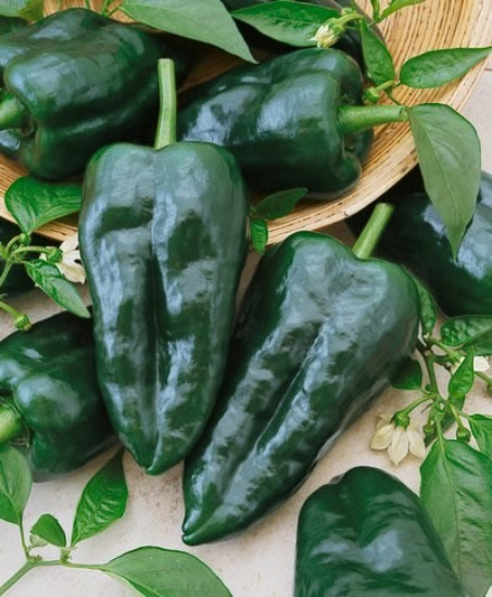 1 oz Ancho Grande Pepper Seeds, Poblanos Peppers, Non-Gmo Heirloom , 4000 ct