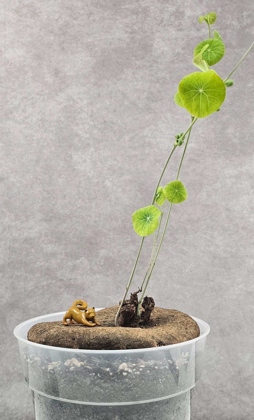 HUGE & HEAVY! Stephania Erecta (XXL) – Succulent – FEMALE W/ SEEDS!!! -Succulent
