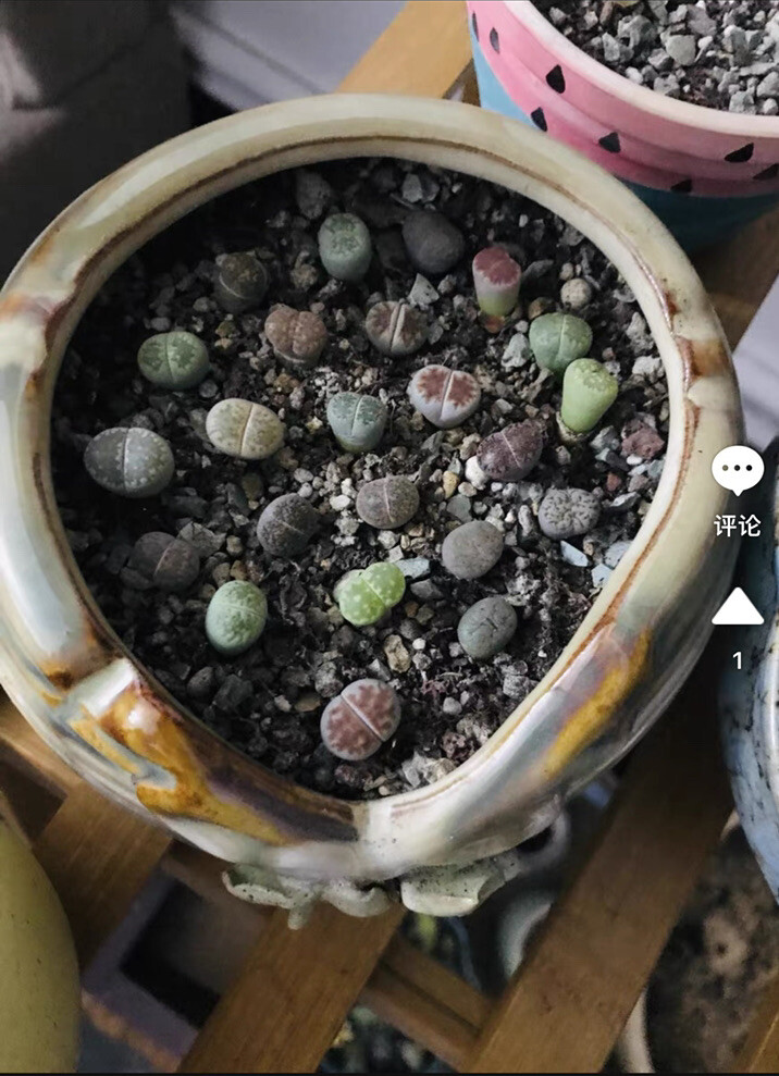 40pc Living stone Lithops succulent plant Size (0.2-0.3)inch bare Root-shipping