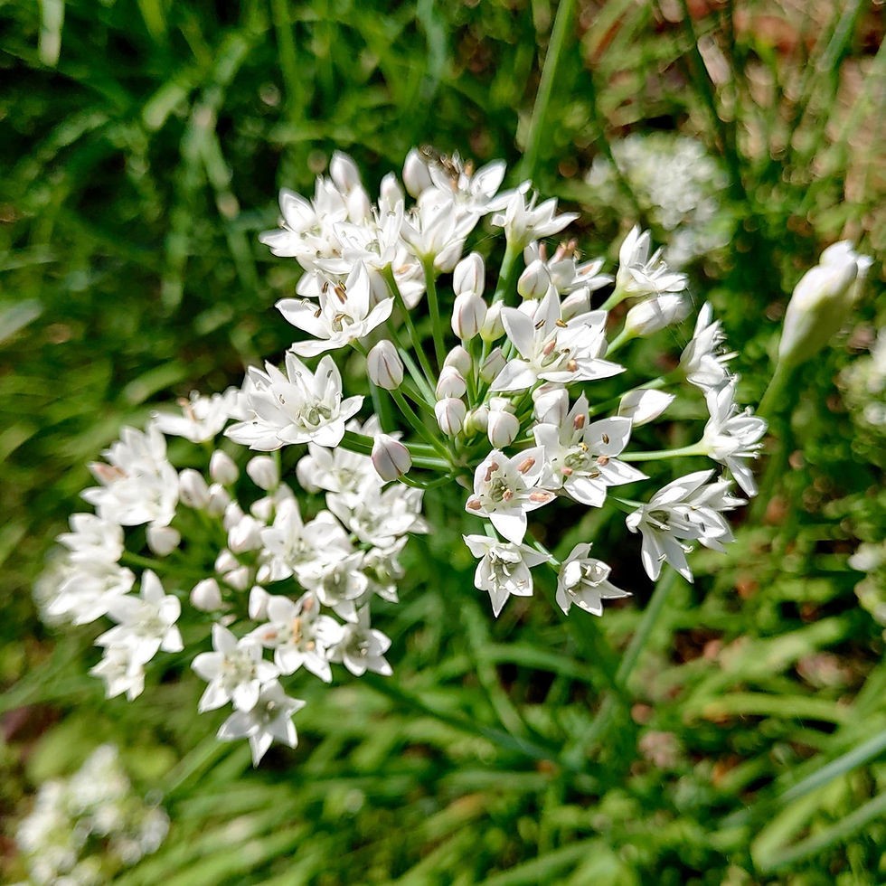 Garlic Chives Seeds Allium tuberosum Free Shipping!