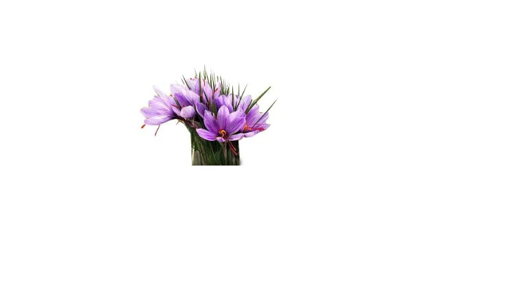 50 Saffron Crocus Sativus Corms Bulbs -Large 9 Cm Corms – Instructions Will b…