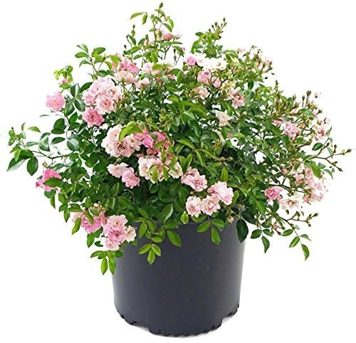 Fairy Rose Plant – Pink Blooms in 3 Gallon Container – Not Available in Certain