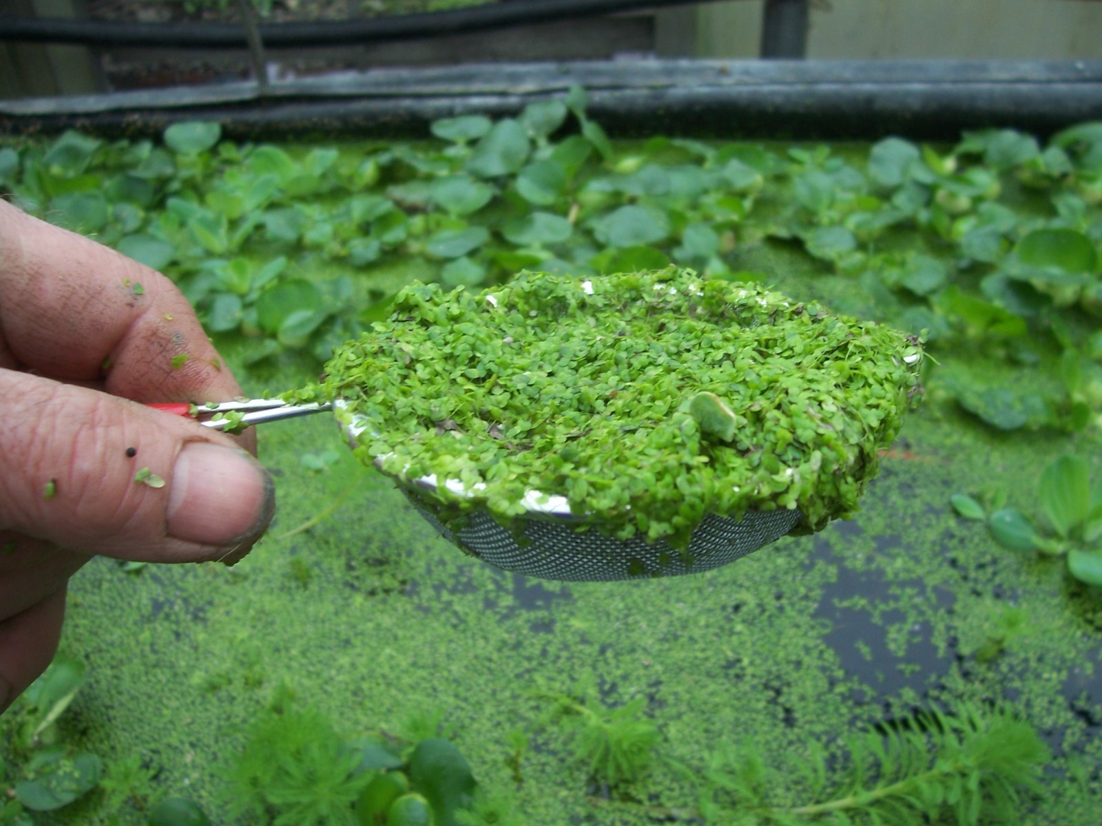 1 CUP DUCKWEED,FISH KOI FOOD,POND PLANT WATER GARDEN BIOFILTER,100%ORGANICGROWN