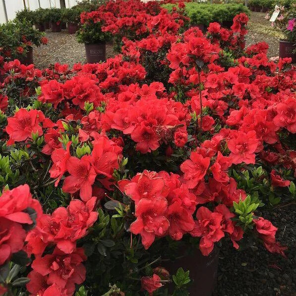 ~~ENCORE AUTUMN FIRE~~Azalea Deciduous Well Rooted Starter Plant~~DEEPEST RED!