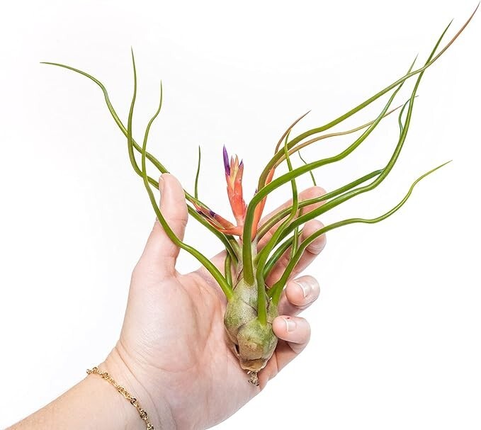 Large Bulbosa Belize Air Plants – Wholesale Bulk – Easy Care Indoor/Outdoor