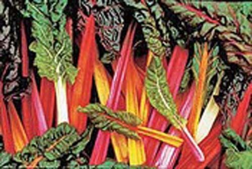 Swiss Chard Rainbow Mixture Garden Heirloom Vegetable By Seed Kingdom 300 Seeds