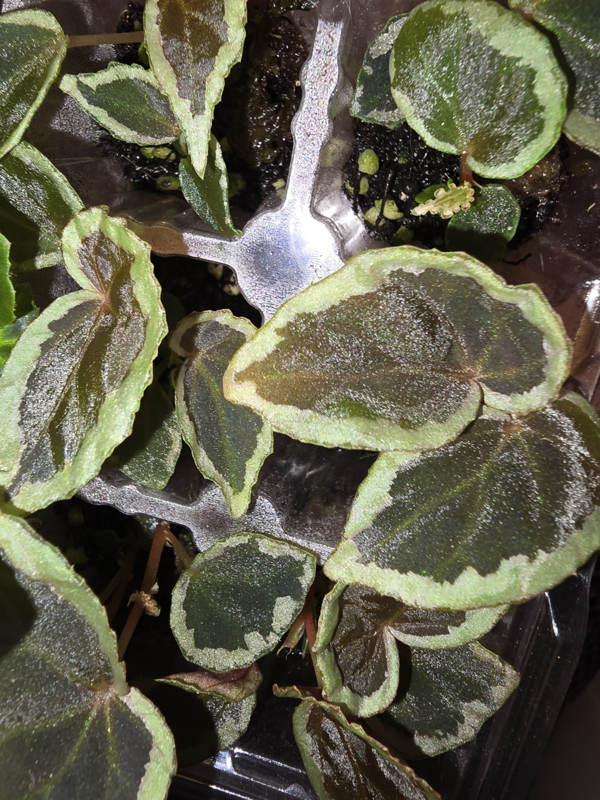 Begonia Baramensis Live Starter Plant. Rare Tropical Terrarium