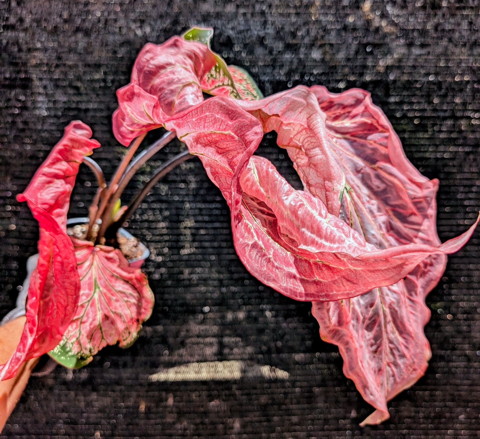 RARE Thai Beauty Caladium Plant Pink Green Translucent Leaves Live Rooted Aroid