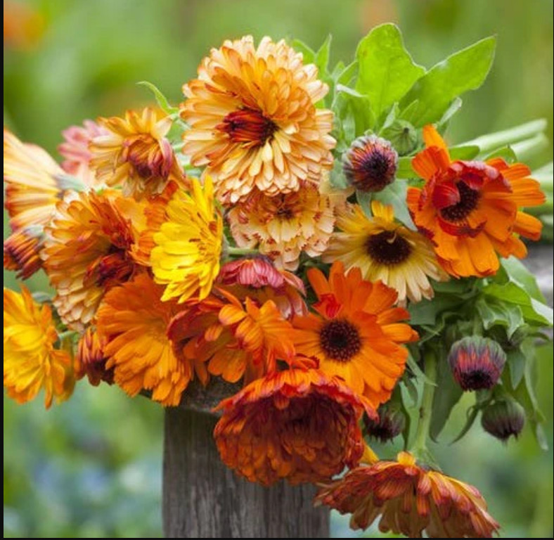 Calendula SUNSET Mix Double Blooms Bi-Colored Heirloom Edible Non-GMO 50 Seeds!