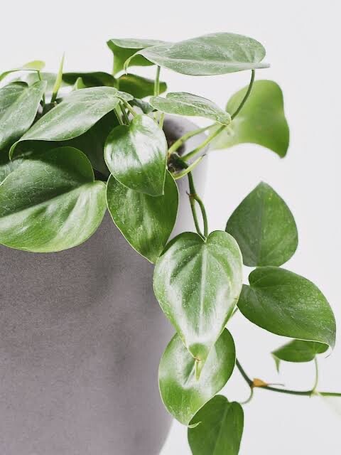 Philodendron Cordatum, Heart Leaf, Rooting, 4 Rooting cuttings (6-8″). WOW!