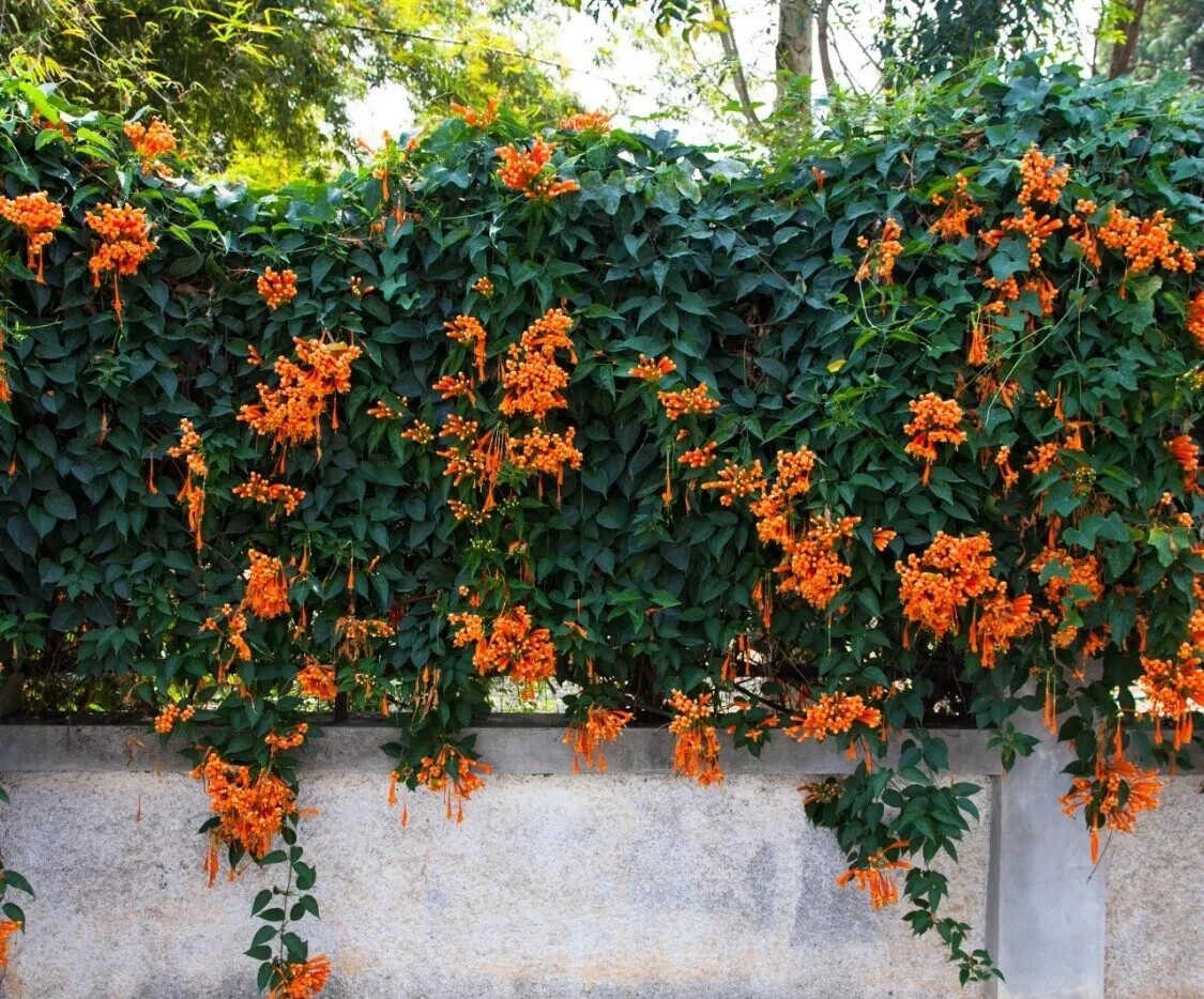 50+ Orange Trumpet Vine Seeds (Campsis radicans) Showy Crepper Flower Free S&H