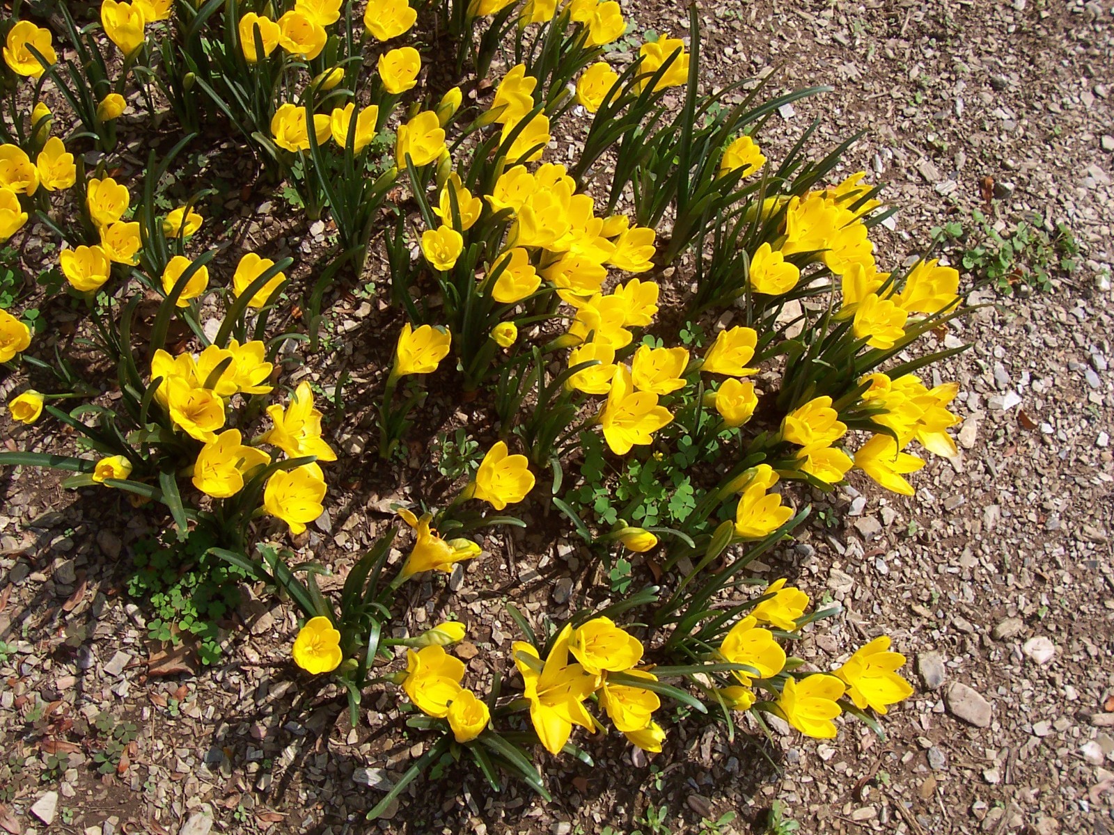 10 LARGE Fall Blooming Crocus Bulbs Autumn Daffodil Sternbergia Lutea Live Plant