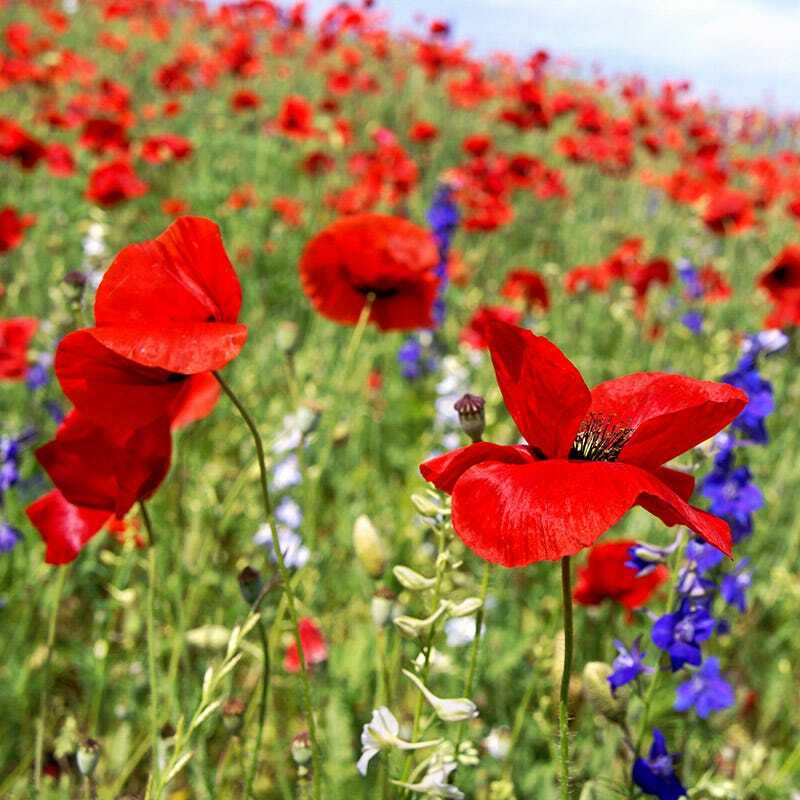 HYSSOP & RED CORN POPPY Seed Mix. Red and Blue Summer Blooms Non-GMO 600 Seeds!