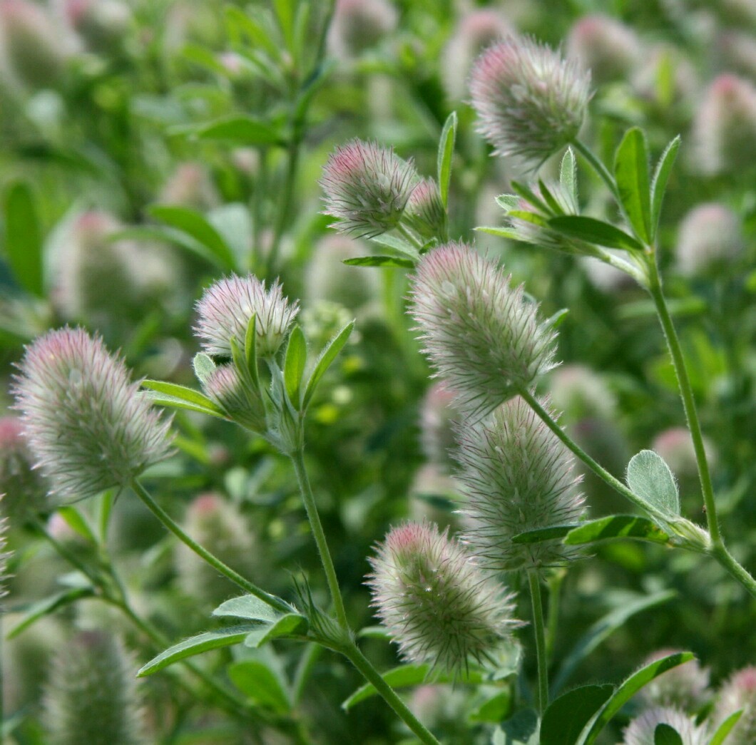 Rabbit’s Foot Clover ~ 50 seeds ~ Trifolium arvense. Free Shipping – USA seller.