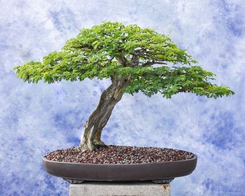 20 Brazilian Rain Tree Seeds | Pithecellobium tortum | Rare Bonsai Seeds