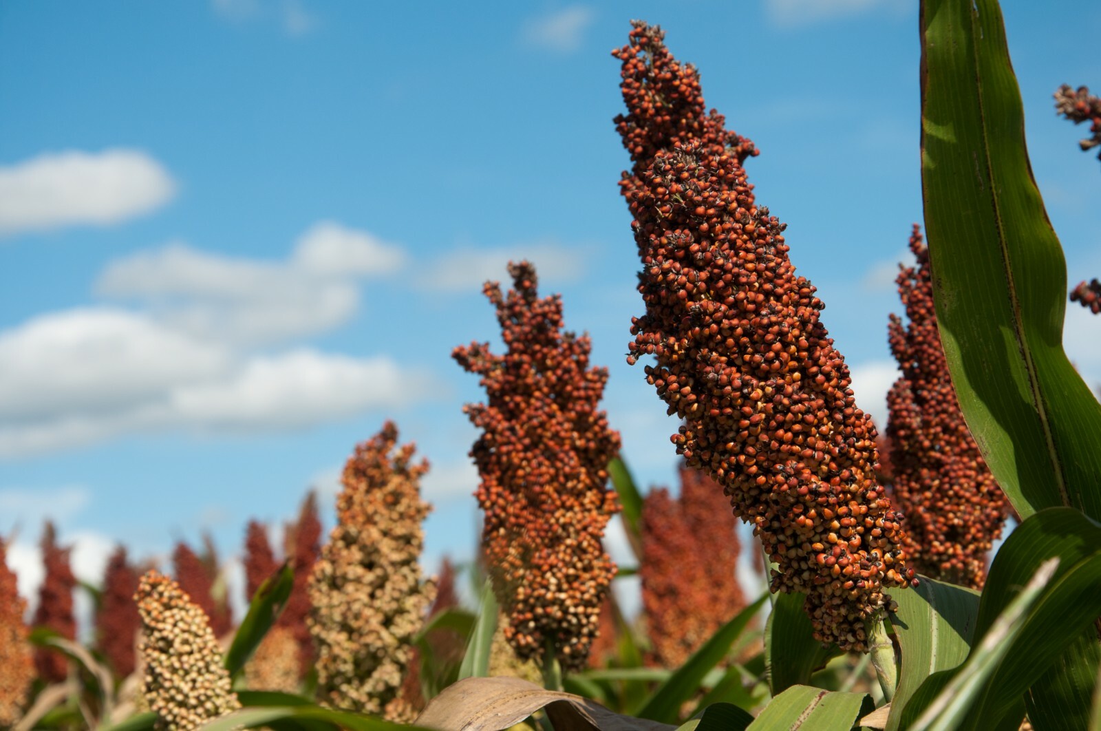 Grain Sorghum, Milo, Bird Seed, By: Thunder Acres