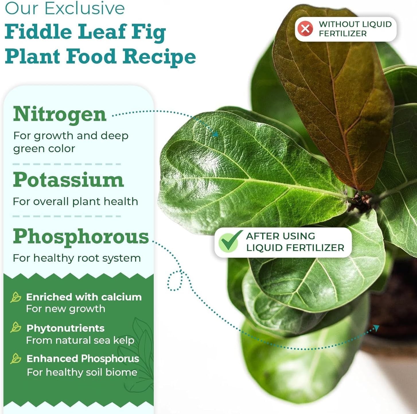 3-1-2 NPK Liquid Fertilizer for Stunning Fiddle Leaf Fig Growth, 8 oz Bottle