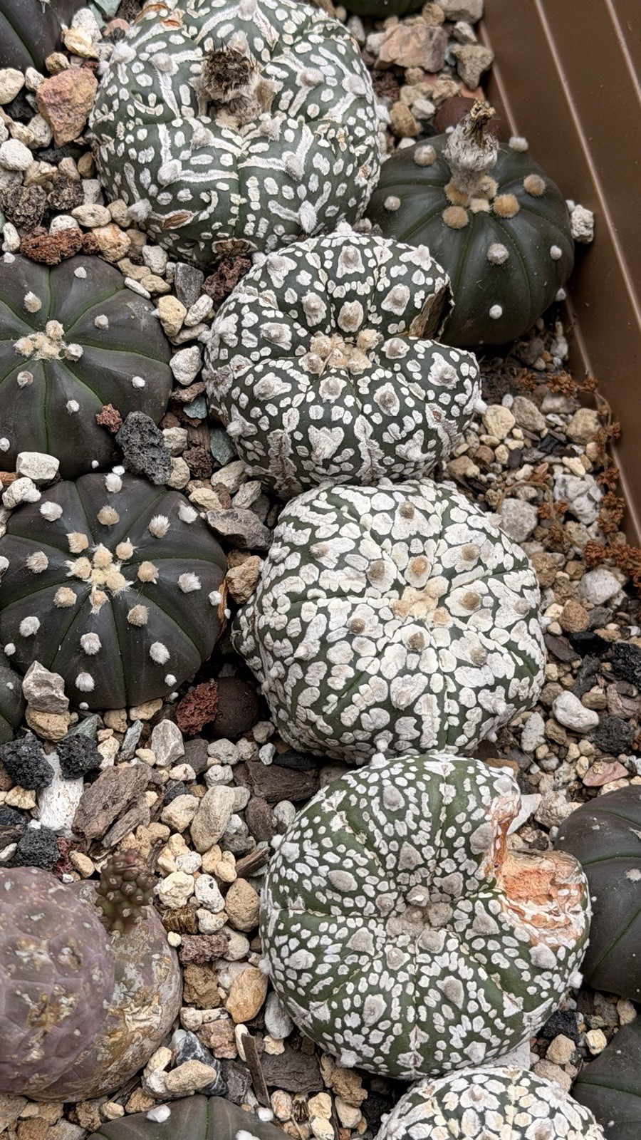 Astrophytum Asterias Star Cactus Sand Dollar rare cactus seed grown WHOLE TRAY