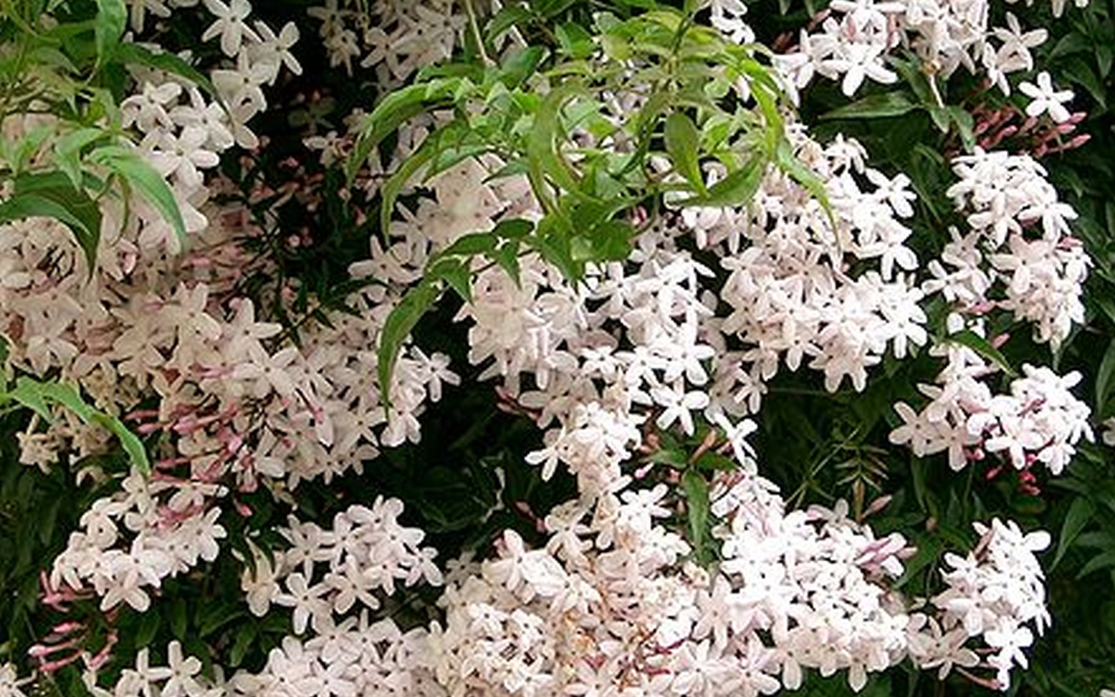 POLYANTHUM Pink Winter Jasmine Vine Plant Fragrant Spring Flowers Indoor Outdoor