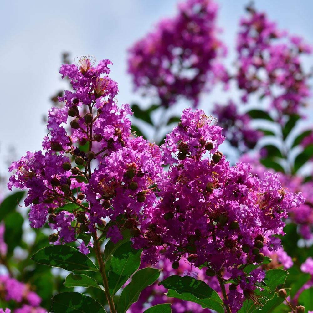 Twilight Crape Myrtle: Sunset Purple Flowers on a Fast Growing, Elegant Tree