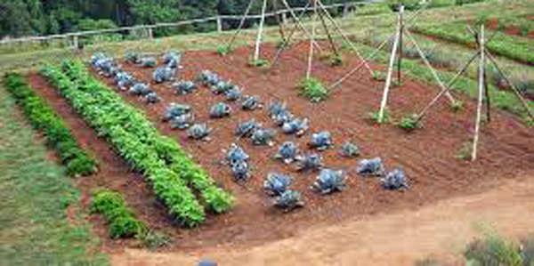 Vegetable Seeds, Vegetable Seed Garden Collection Medium (30 Types) , Heirloom,