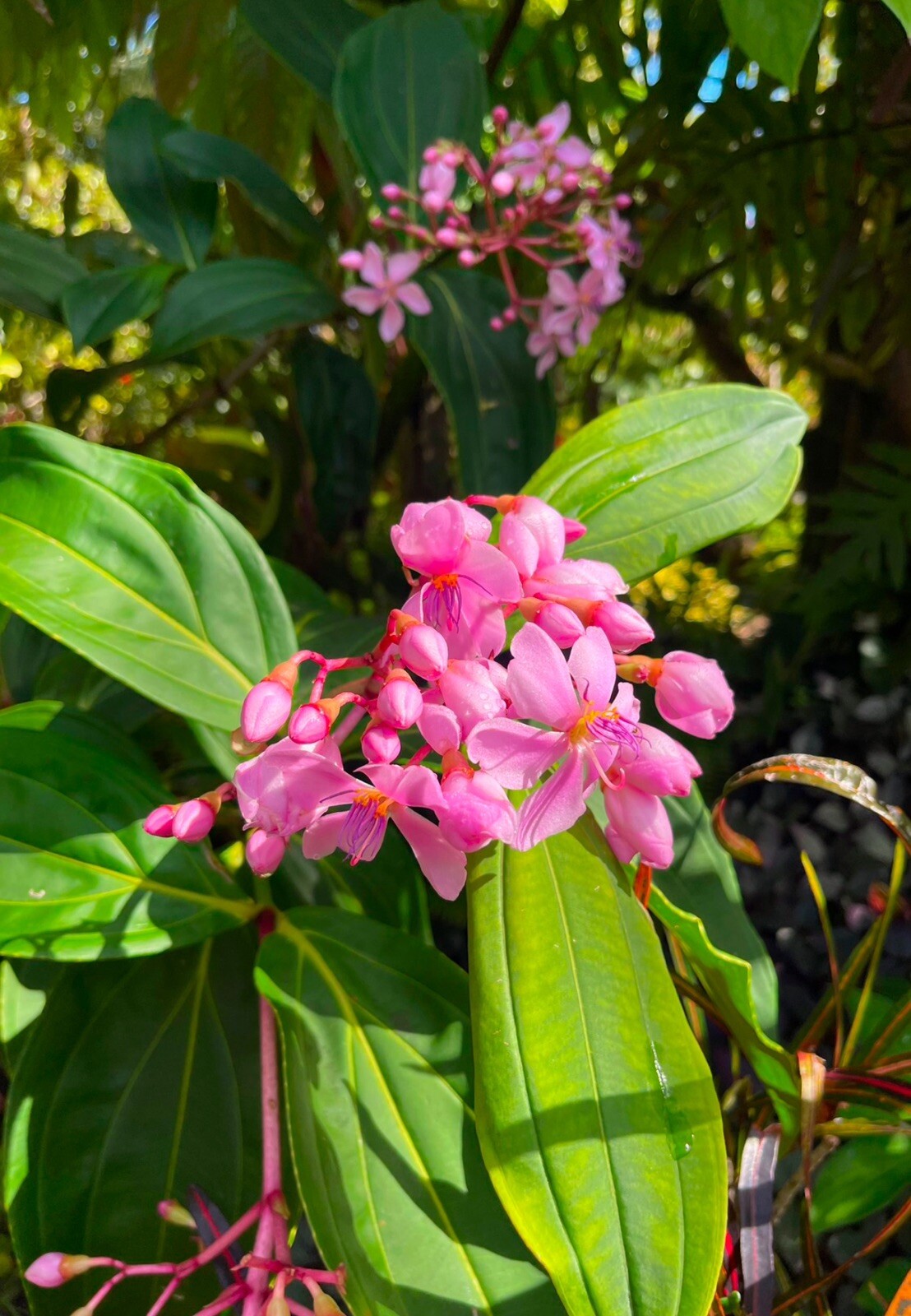 Medinilla Apoensis “Philippine Pink” Live Flowering Plant