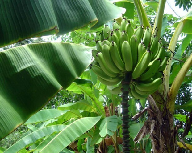 Musa – Gold Finger – Banana Tree